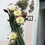 Monolocale Con Giardino E Parcheggio Privato Citra Zero Zero Ottanta Trentuno Lt 0281 아파트