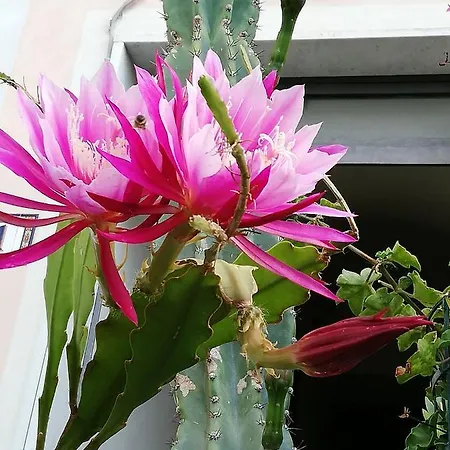 Monolocale Con Giardino E Parcheggio Privato Citra Zero Zero Ottanta Trentuno Lt 0281 Appartement *