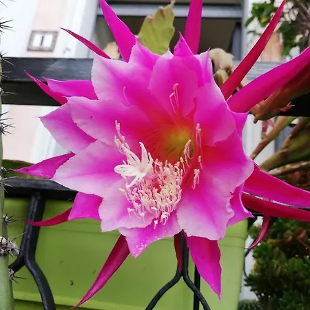 Monolocale Con Giardino E Parcheggio Privato Citra Zero Zero Ottanta Trentuno Lt 0281 * إمبيريا