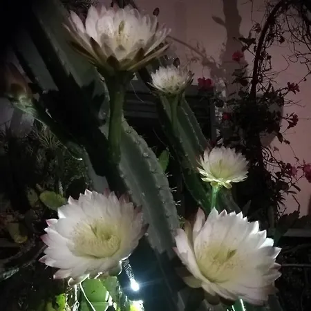 Monolocale Con Giardino E Parcheggio Privato Citra Zero Zero Ottanta Trentuno Lt 0281 Διαμέρισμα Imperia