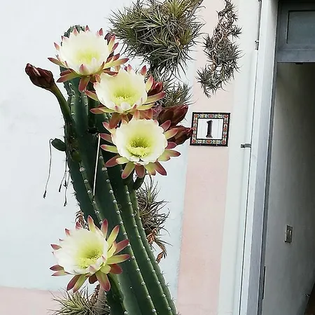 Monolocale Con Giardino E Parcheggio Privato Citra Zero Zero Ottanta Trentuno Lt 0281 شقة